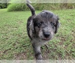 Small #5 Aussiedoodle