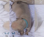 Small Photo #3 French Bulldog Puppy For Sale in MARIETTA, GA, USA