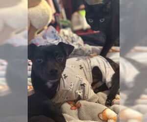 Chihuahua Dogs for adoption in Visalia, CA, USA