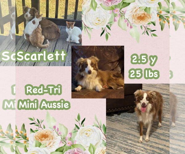 Medium Photo #2 Australian Shepherd Puppy For Sale in Dallas, TX, USA