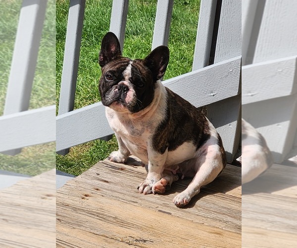 Medium Photo #1 French Bulldog Puppy For Sale in CLEVELAND, OH, USA
