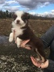 Small Photo #4 Australian Shepherd Puppy For Sale in STRAFFORD, MO, USA