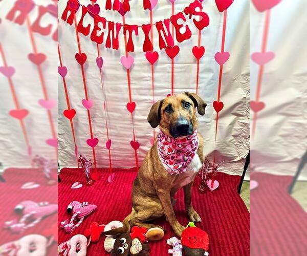 Medium Photo #3 Labloodhound Puppy For Sale in Frisco, CO, USA