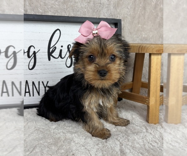 Medium Photo #2 Yorkshire Terrier Puppy For Sale in FRANKLIN, IN, USA