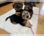 Puppy Ace Yorkshire Terrier