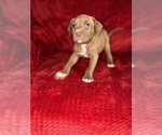 Small #5 American Pit Bull Terrier