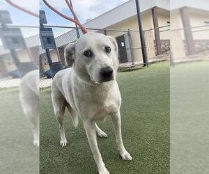 Labrador Retriever Dogs for adoption in Pasadena, TX, USA