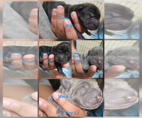 Medium Photo #1 Chinese Shar-Pei Puppy For Sale in LUCERNE VALLEY, CA, USA