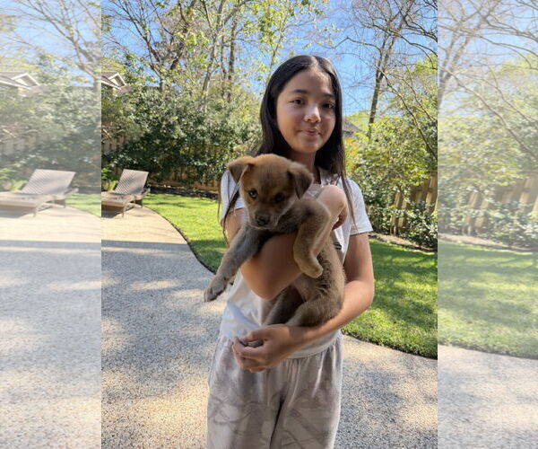 Medium Photo #2 German Shepherd Dog-Unknown Mix Puppy For Sale in The Woodlands, TX, USA