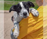 Small #4 American Staffordshire Terrier Mix