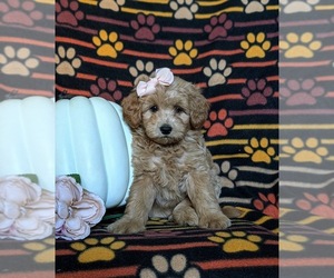 Pookimo Puppy for sale in QUARRYVILLE, PA, USA