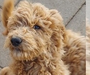 Poodle (Standard) Puppy for sale in BANGS, TX, USA