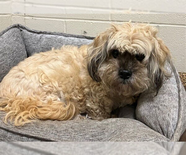 Medium Photo #1 Shih Tzu Puppy For Sale in Springfield, MA, USA