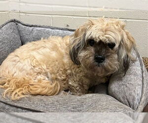 Shih Tzu Dogs for adoption in Springfield, MA, USA