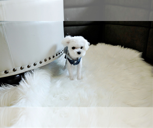 Medium Photo #2 Maltese Puppy For Sale in FULLERTON, CA, USA