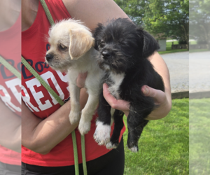 Chihuahua-Unknown Mix Dogs for adoption in Unionville, PA, USA