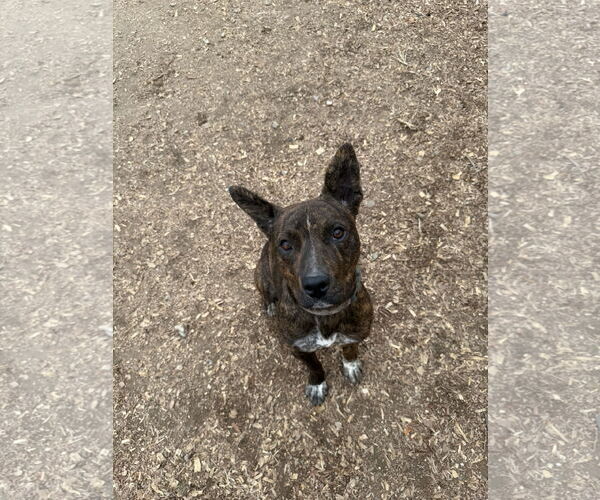Medium Photo #5 American Pit Bull Terrier-Unknown Mix Puppy For Sale in Corning, AR, USA