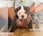 Small Photo #2 Alapaha Blue Blood Bulldog Puppy For Sale in DETROIT, MI, USA