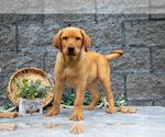 Small Photo #19 Labrador Retriever Puppy For Sale in MILLERSBURG, OH, USA