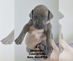 Small Photo #9 Great Dane Puppy For Sale in FIELDING, UT, USA