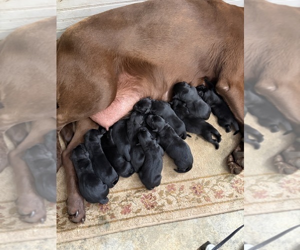 Medium Photo #2 Labrador Retriever Puppy For Sale in WAKARUSA, IN, USA