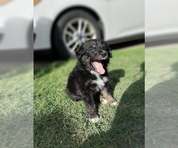 Medium Photo #2 Australian Shepherd Puppy For Sale in WICHITA FALLS, TX, USA