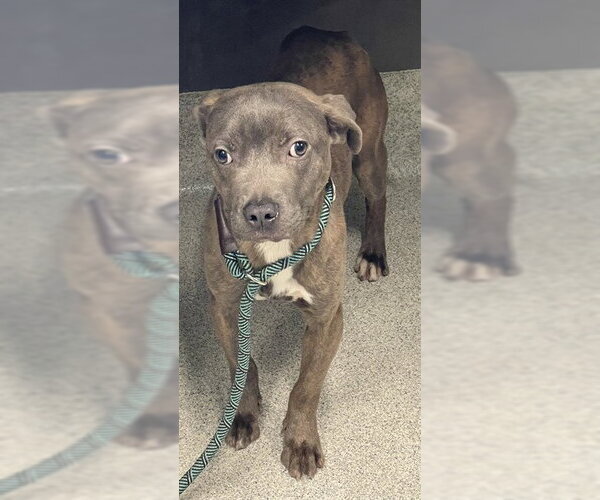 Medium Photo #1 American Staffordshire Terrier-Unknown Mix Puppy For Sale in Tallahassee, FL, USA