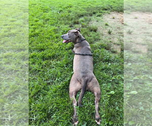 Medium Photo #3 American Pit Bull Terrier Puppy For Sale in Cromwell, KY, USA