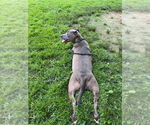 Small #2 American Pit Bull Terrier