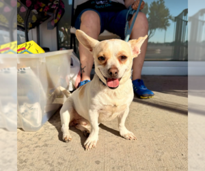 Chihuahua-Unknown Mix Dogs for adoption in Cranston, RI, USA