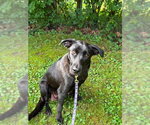 Small Labrador Retriever Mix