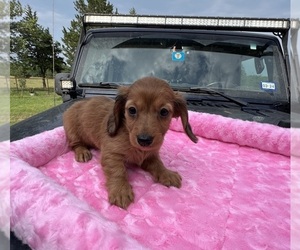 Dachshund Puppy for Sale in DENISON, Texas USA