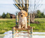 Puppy 13 Goldendoodle-Poodle (Miniature) Mix