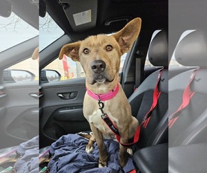 Mutt Dogs for adoption in Woodbury, NY, USA