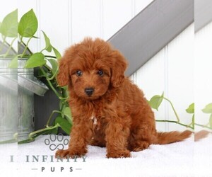 Goldendoodle (Miniature) Puppy for sale in BIRD IN HAND, PA, USA