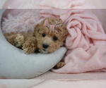 Small #7 Poodle (Toy)