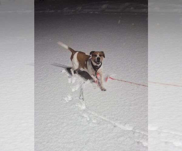 Medium Photo #12 Mutt Puppy For Sale in Gloversville, NY, USA