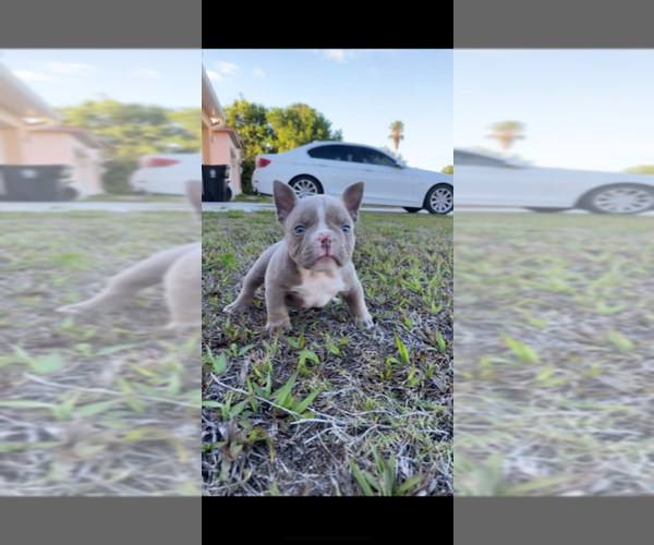 Medium Photo #1 American Bully Puppy For Sale in PORT SAINT LUCIE, FL, USA