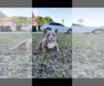 Small Photo #1 American Bully Puppy For Sale in PORT SAINT LUCIE, FL, USA