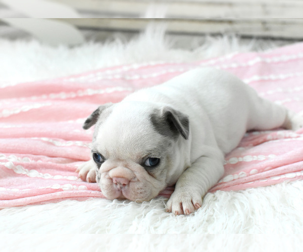 Medium Photo #2 French Bulldog Puppy For Sale in HOLDEN, MO, USA