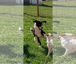 Small #2 Labrador Retriever Mix