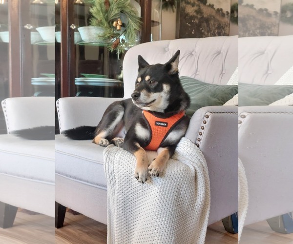 Medium Photo #6 Shiba Inu Puppy For Sale in Lebanon, PA, USA