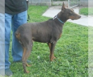 Father of the Doberman Pinscher puppies born on 08/18/2022
