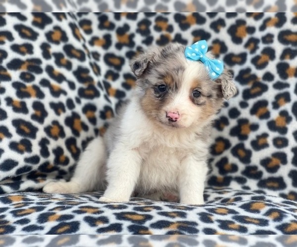 Medium Photo #2 Australian Shepherd Puppy For Sale in LAKELAND, FL, USA