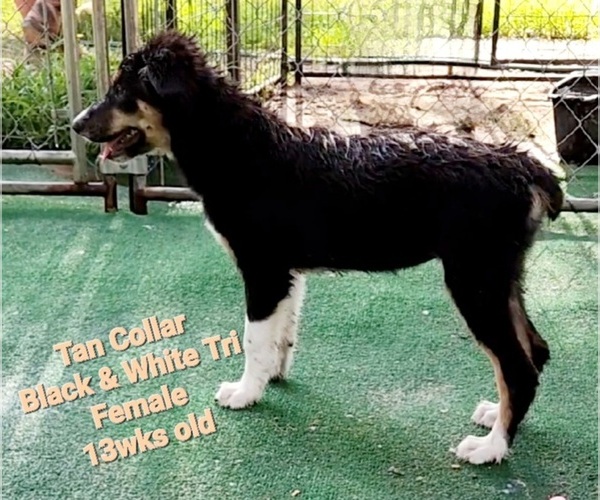 Medium Photo #3 Border Collie Puppy For Sale in ELMENDORF, TX, USA