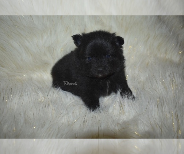 Medium Photo #1 Pomeranian Puppy For Sale in GRAYSON, LA, USA