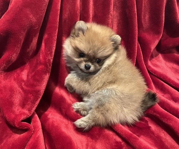 Medium Photo #7 Pomeranian Puppy For Sale in SNOHOMISH, WA, USA