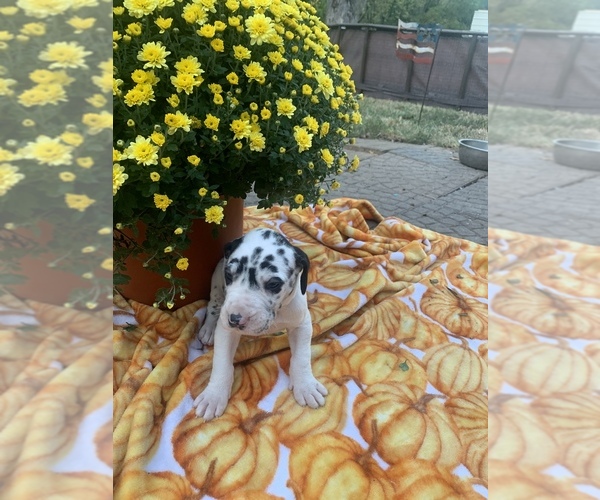 Medium Photo #10 Great Dane Puppy For Sale in GLENWOOD, IA, USA