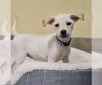 Small #3 Labrador Retriever Mix
