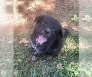 Rottweiler-Unknown Mix Dogs for adoption in OKLAHOMA CITY, OK, USA